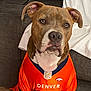 dog, pet, orange_jersey, denver_broncos, nfl, sportswear, brown_dog, sitting, indoor, couch, fabric, white_cloth, portrait, canine, ears, face, eyes, snout, fur, animal