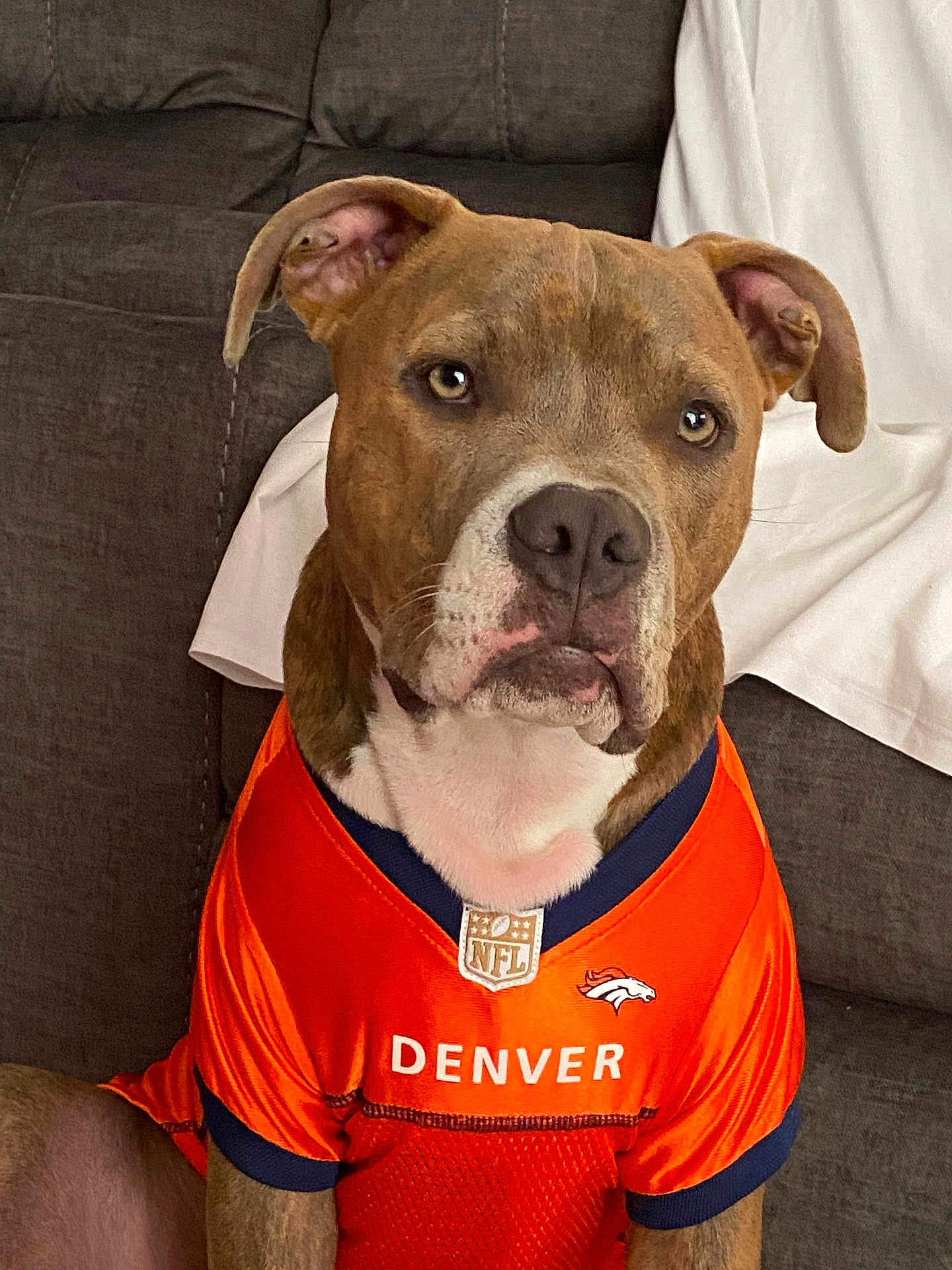 Tigger joined the competition — help win amazing prizes! dog, pet, orange_jersey, denver_broncos, nfl, sportswear, brown_dog, sitting, indoor, couch, fabric, white_cloth, portrait, canine, ears, face, eyes, snout, fur, animal