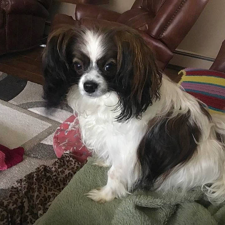 Jack is registered to the contest to win money with this photo: canidae, carnivore, cavalier_king_charles_spaniel, companion_dog, dog, dog_breed, king_charles_spaniel, mammal, phalene, puppy, puppy_love, rare_breed_dog, snout, spaniel, sporting_group, toy_dog, vertebrate