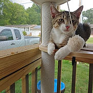 Kiss Mo is registered to the contest to win money with this photo: animal, cat, cat_tree, daytime, feline, grass, home, house, outdoor, paw, pet, pickup_truck, pom_pom, porch, relaxed, screen, tabby_cat, toy, window_screen, wooden_railing
