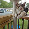 animal, cat, cat_tree, daytime, feline, grass, home, house, outdoor, paw, pet, pickup_truck, pom_pom, porch, relaxed, screen, tabby_cat, toy, window_screen, wooden_railing