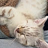 cat, kitten, sleeping, sleepy, fluffy, cream_colored, white_fur, indoors, cozy, relaxed, upside_down, animal, pet, whiskers, ears, closed_eyes, pink_nose, blanket, soft_surface, portrait