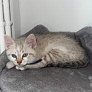 Pompon a rejoint le concours — aidez-le/la à gagner de superbes lots ! kitten, cat, pet, animal, feline, cream_colored, blue_eyes, collar, gray, cat_tree, scratching_post, furry, fluffy, lying_down, indoors, portrait, cute, whiskers, ears, toy