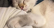 Pompon participe au concours pour gagner de l'argent avec cette photo : cat, kitten, sleeping, cream_colored, blue_collar, indoors, close_up, pet, cozy, sweater, fabric, person, arm, whiskers, paw, closed_eyes, relaxed, cuddling, portrait, nap