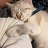 cat, kitten, sleeping, cream_colored, blue_collar, indoors, close_up, pet, cozy, sweater, fabric, person, arm, whiskers, paw, closed_eyes, relaxed, cuddling, portrait, nap