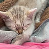 kitten, cat, sleeping, fluffy, cream_colored, pink_nose, pink_ears, cozy, blanket, fabric, indoors, resting, curled_up, cute, pet, animal, close_up, portrait, soft, nap
