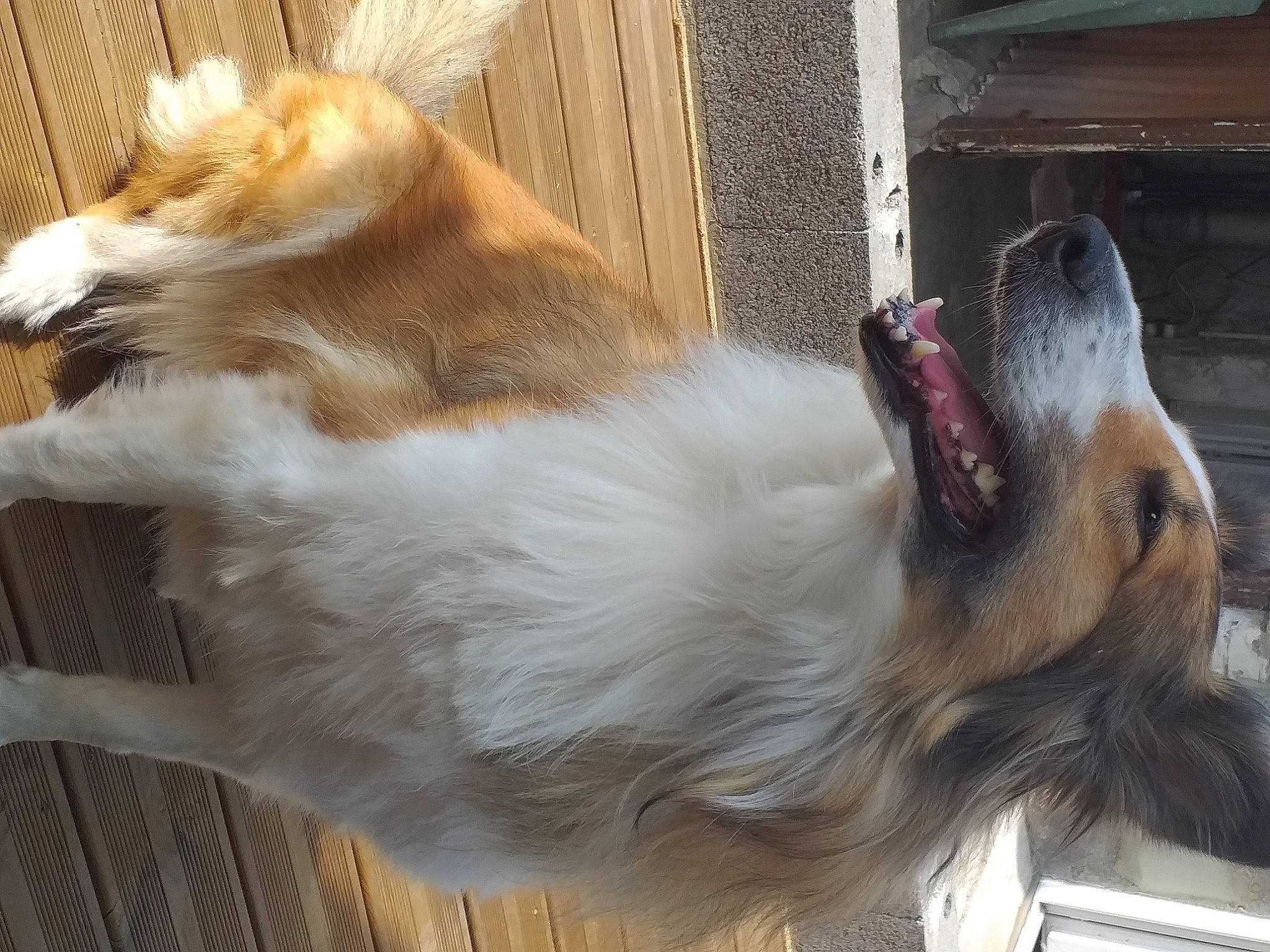 Hermione participe au concours pour gagner de l'argent avec cette photo : canidae, carnivore, cat, dog, dog_breed, ear, fawn, sporting_group, tail, whiskers
