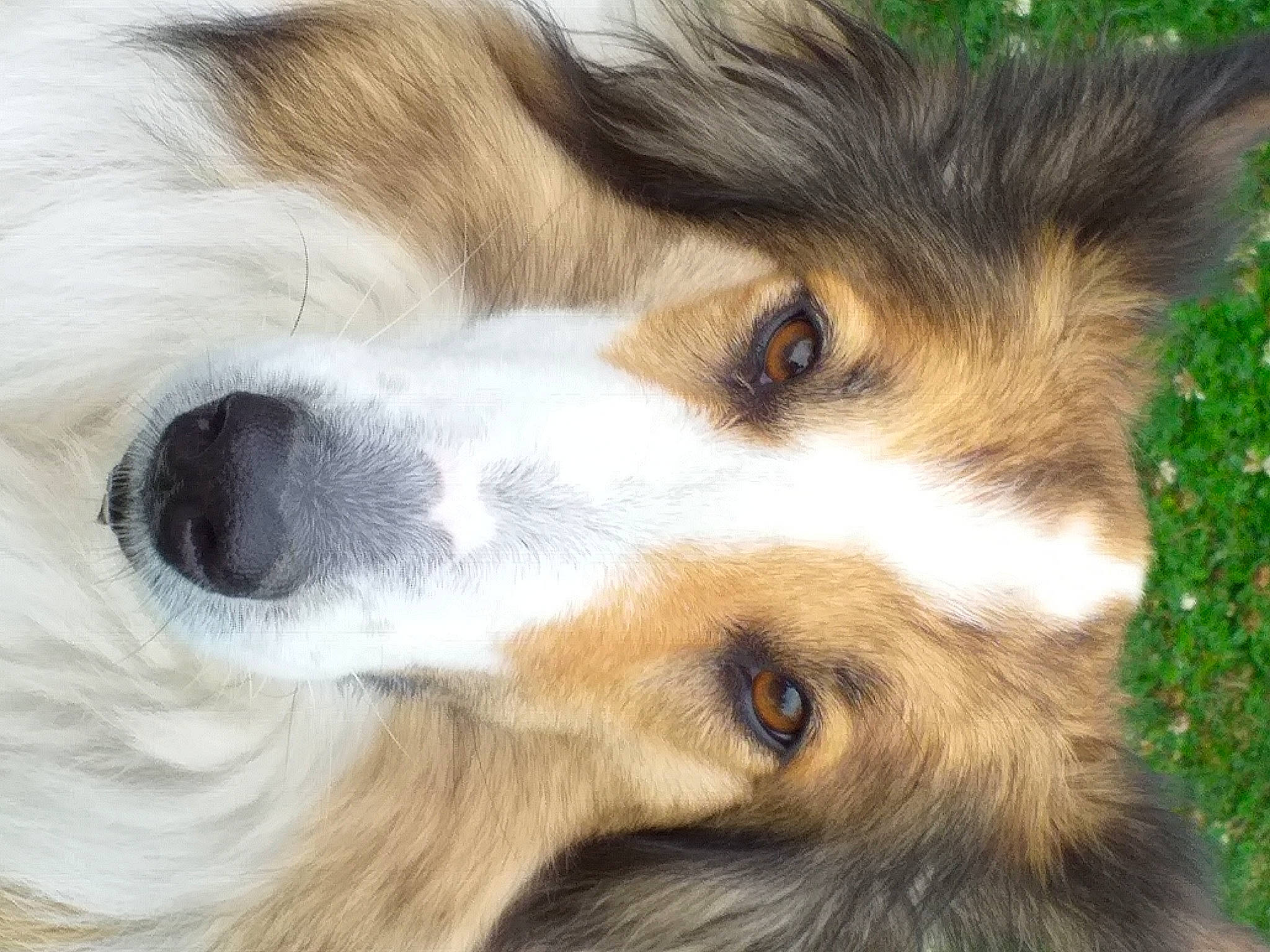 Hermione participe au concours pour gagner de l'argent avec cette photo : australian_shepherd, canidae, carnivore, close_up, companion_dog, dog, dog_breed, eye, fur, head, mammal, miniature_australian_shepherd, nose, papillon, phalene, puppy, rare_breed_dog, skin, snout, sporting_group
