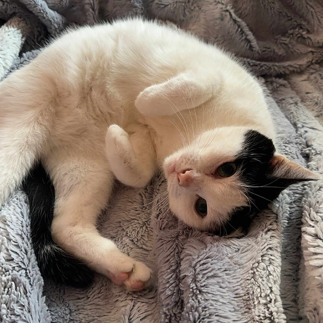 Pepette