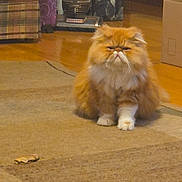 Big Red is registered to the contest to win money with this photo: cat, persian_cat, orange_cat, fluffy, grumpy_expression, sitting, carpet, rug, hardwood_floor, vacuum_cleaner, cardboard_box, armchair, plaid, suitcase, pumpkin_decor, home_interior, furniture, whiskers, paws, pet