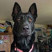 Saban is registered to the contest to win money with this photo: animal, basket, black_dog, blankets, brown_eyes, canine, clothing, collar, dog, domestic, ears, fur, furniture, household, indoor, looking_forward, pet, pet_accessory, portrait, shelf