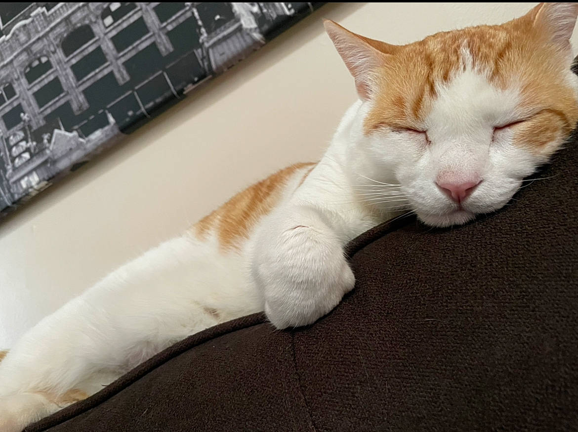 Butter joined the competition — help win amazing prizes! carnivore, cat, claw, comfort, domestic_short_haired_cat, fawn, felidae, flooring, foot, fur, leg, nap, paw, sleep, small_to_medium_sized_cats, snout, tail, terrestrial_animal, whiskers