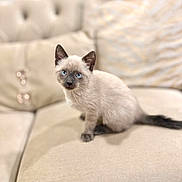 Lilly is registered to the contest to win money with this photo: kitten, cat, siamese_cat, blue_eyes, pet, animal, feline, young_animal, sitting, indoor, couch, beige, soft_furniture, cute, small, domestic_animal, furry, whiskers, tail, cozy