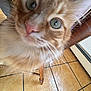 Tiger joined the competition — help win amazing prizes! cat, orange_tabby, close_up, curious, green_eyes, indoor, tiled_floor, wooden_chair, pet, feline, whiskers, fur, nose, floor_tiles, home, domestic_animal, animal, cute, close_range, blurry