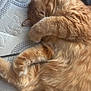 cat, orange_tabby, sleeping, fur, paw, cozy, relaxed, pet, animal, cute, whiskers, mammal, domestic_cat, resting, soft, closeup, nap, feline, indoor, cute_pose