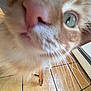Tiger is registered to the contest to win money with this photo: cat, close_up, whiskers, nose, floor, tile, curious, indoor, pet, feline, orange_cat, green_eyes, chair_leg, fur, animal, household, portrait, focus, texture, background