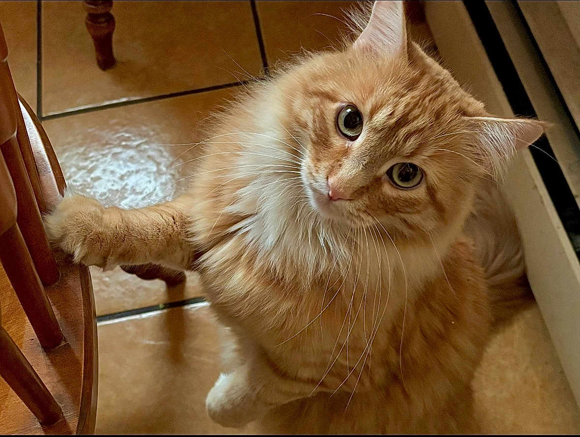 Tiger is registered to the contest to win money with this photo: cat, orange_tabby, fluffy, indoor, curious, pet, wooden_chair, tile_floor, paw, whiskers, feline, playful, closeup, animal, domestic, cute, looking_up, fur, eye_contact, chair_leg