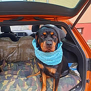 Rumba participe au concours pour gagner de l'argent avec cette photo : animal, blanket, camouflage_blanket, canine, car, companion, dog, fur, hat, leisure, orange_car, outdoor, pet, road, rottweiler, scarf, seat, sitting, vehicle_interior, window