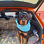 animal, blanket, camouflage_blanket, canine, car, companion, dog, fur, hat, leisure, orange_car, outdoor, pet, road, rottweiler, scarf, seat, sitting, vehicle_interior, window