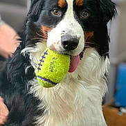 Bear joined the competition — help win amazing prizes! animal, bernese_mountain_dog, black_white_brown, canine, closeup, companion, cute, dog, fluffy, friendly, fur, household, indoor, looking_at_camera, mammal, pet, playing, portrait, tennis_ball, tongue_out