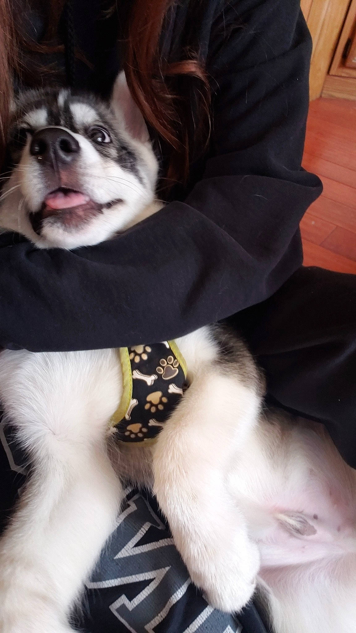 Bandit joined the competition — help win amazing prizes! alaskan_klee_kai, canidae, carnivore, companion_dog, dog, dog_breed, dog_clothes, dog_supply, ear, formal_wear, fur, neck, puppy, puppy_love, rare_breed_dog, siberian_husky, snout, tail, textile, whiskers