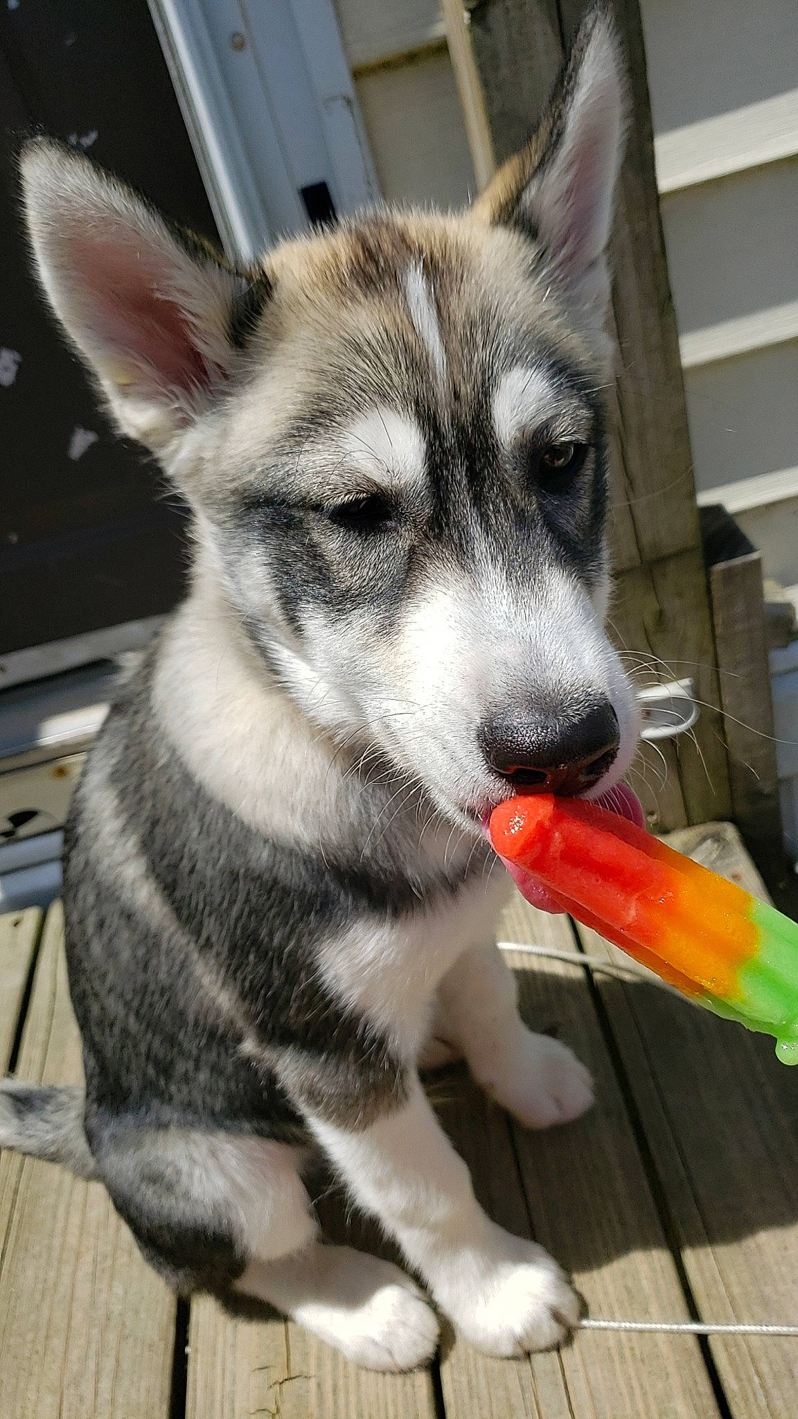 Bandit joined the competition — help win amazing prizes! alaskan_klee_kai, alaskan_malamute, canidae, carnivore, dog, dog_breed, jamthund, mammal, miniature_siberian_husky, northern_inuit_dog, puppy, saarloos_wolfdog, sakhalin_husky, seppala_siberian_sleddog, siberian_husky, snout, swedish_vallhund, tamaskan_dog, vertebrate, wolfdog