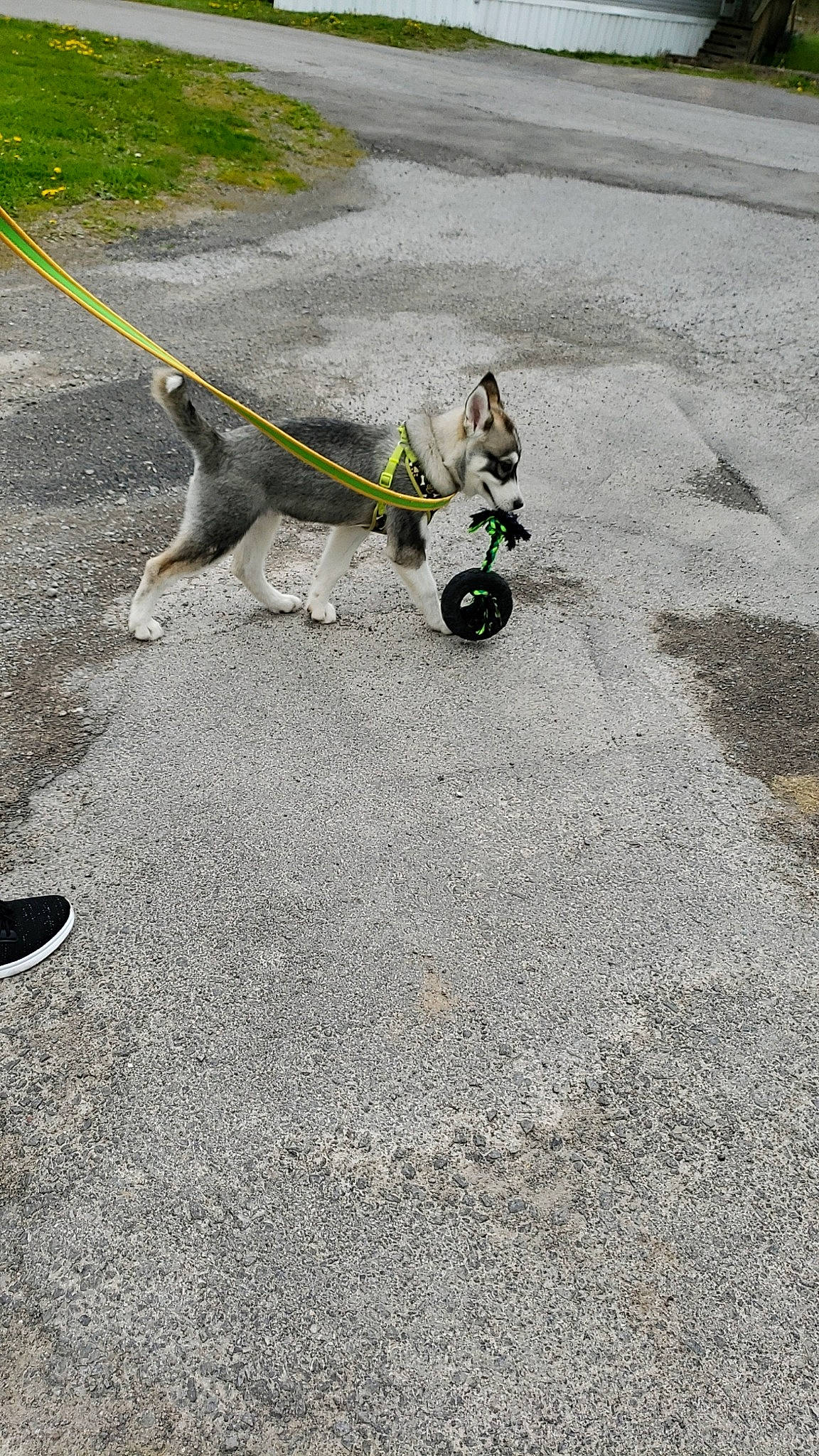 Bandit is registered to the contest to win money with this photo: asphalt, canidae, carnivore, concrete, dog, dog_breed, leash, public_space, road, road_surface, shadow, sidewalk, sporting_group, tail, vehicle, yellow