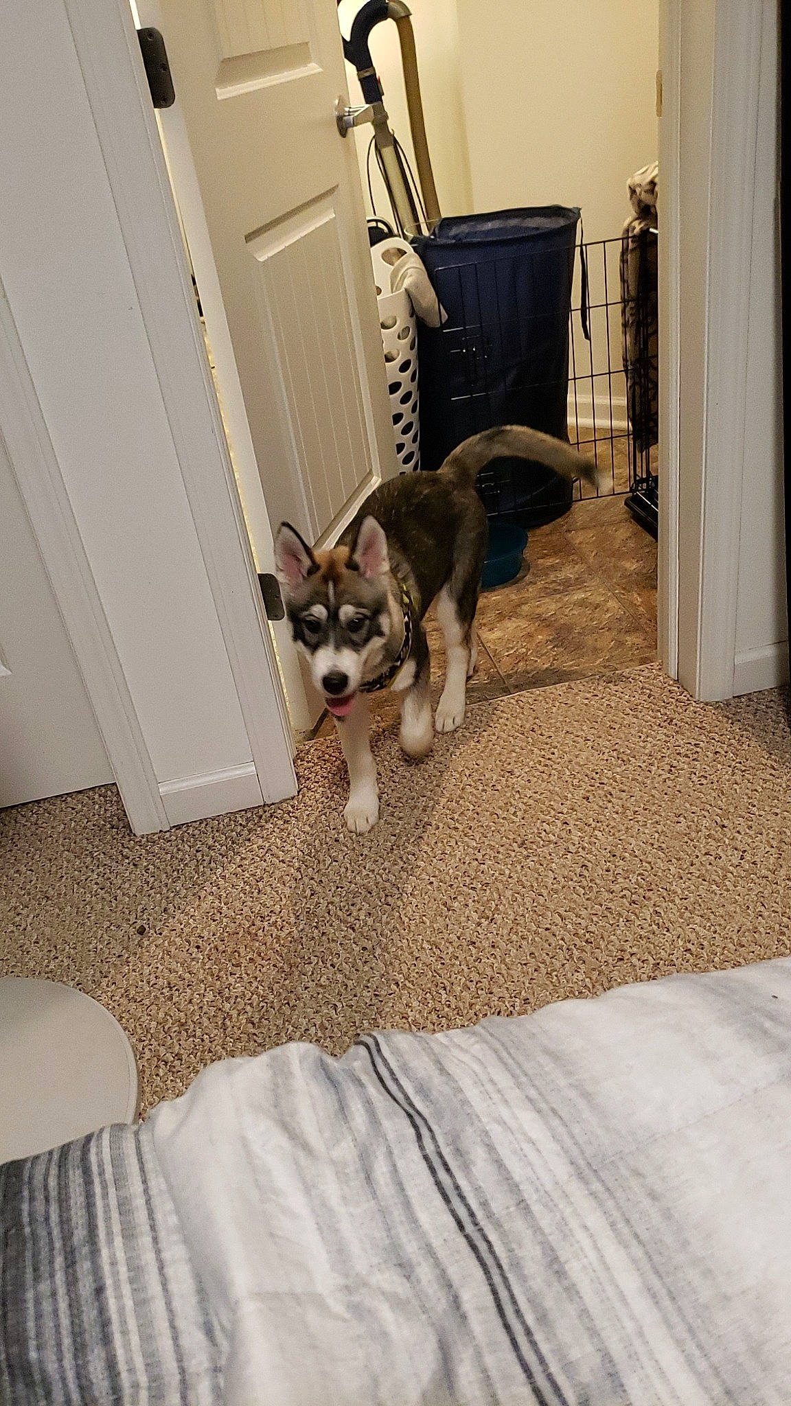 Bandit is registered to the contest to win money with this photo: alaskan_klee_kai, alaskan_malamute, canidae, carnivore, dog, dog_breed, floor, flooring, hardwood, mammal, puppy, siberian_husky, sled_dog, tail, vertebrate, wolfdog