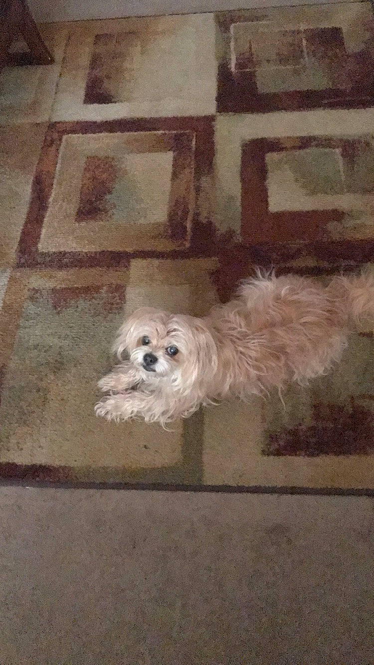 Chloe joined the competition — help win amazing prizes! bichon, bolognese, canidae, carnivore, cavachon, chinese_imperial_dog, companion_dog, dog, dog_breed, floor, flooring, havanese, lhasa_apso, maltese, morkie, non_sporting_group, shih_tzu, tile, toy_dog, toy_poodle