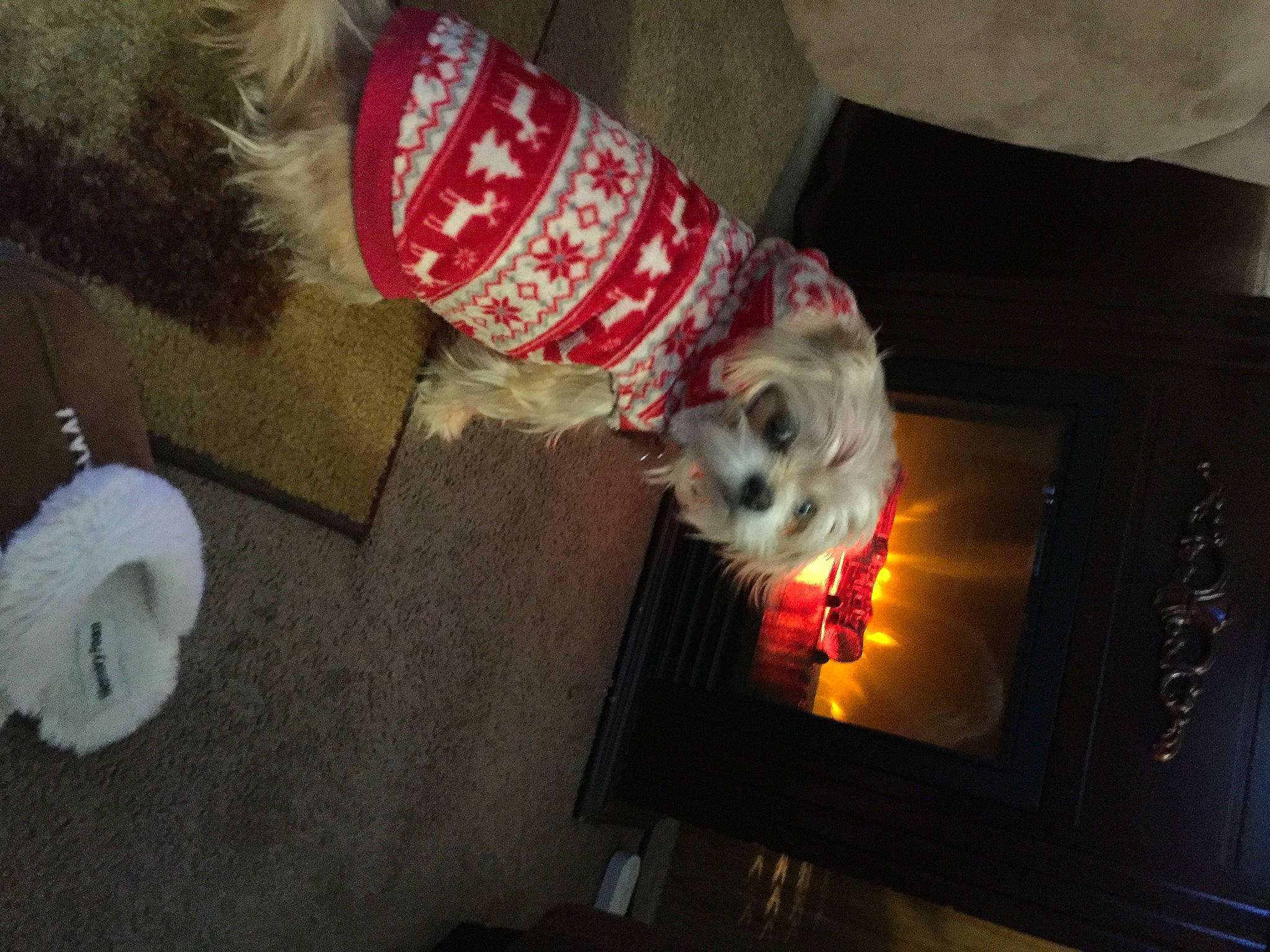 Chloe joined the competition — help win amazing prizes! canidae, carnivore, maltese, morkie, toy_dog, west_highland_white_terrier