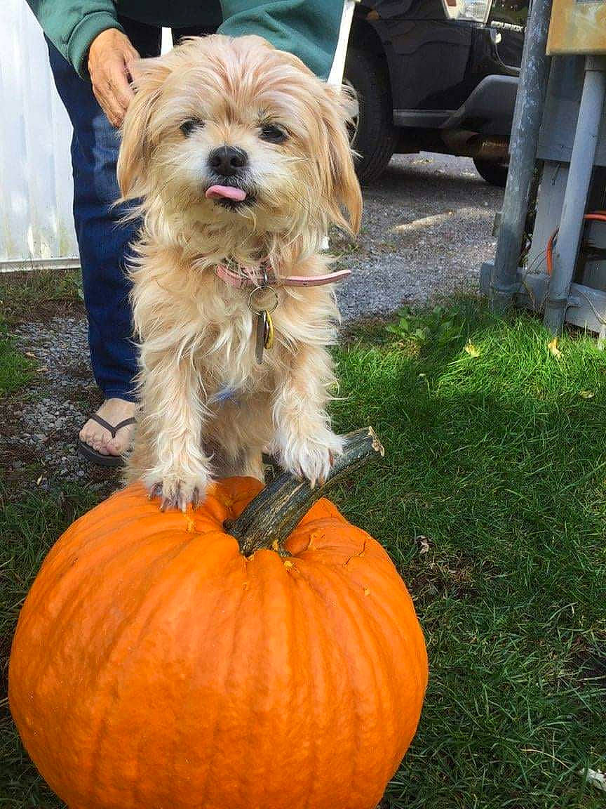 Chloe is registered to the contest to win money with this photo: cairn_terrier, calabaza, canidae, carnivore, companion_dog, cucurbita, dog, dog_breed, lhasa_apso, morkie, norfolk_terrier, plant, pumpkin, puppy, rare_breed_dog, shih_tzu, small_terrier, terrier, toy_dog, yorkshire_terrier