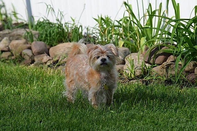 Chloe joined the competition — help win amazing prizes! cairn_terrier, canidae, carnivore, companion_dog, dog, dog_breed, dutch_smoushond, glen_of_imaal_terrier, grass, mammal, morkie, norfolk_terrier, norwich_terrier, pyrenean_shepherd, rare_breed_dog, small_terrier, sporting_group, sporting_lucas_terrier, terrier, vertebrate