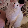 cat, white_cat, fluffy, pet, indoor, couch, pillow, decor, curious, ears, feline, animal, cute, sitting, soft_fur, closeup, home, comfort, relaxed, looking_up
