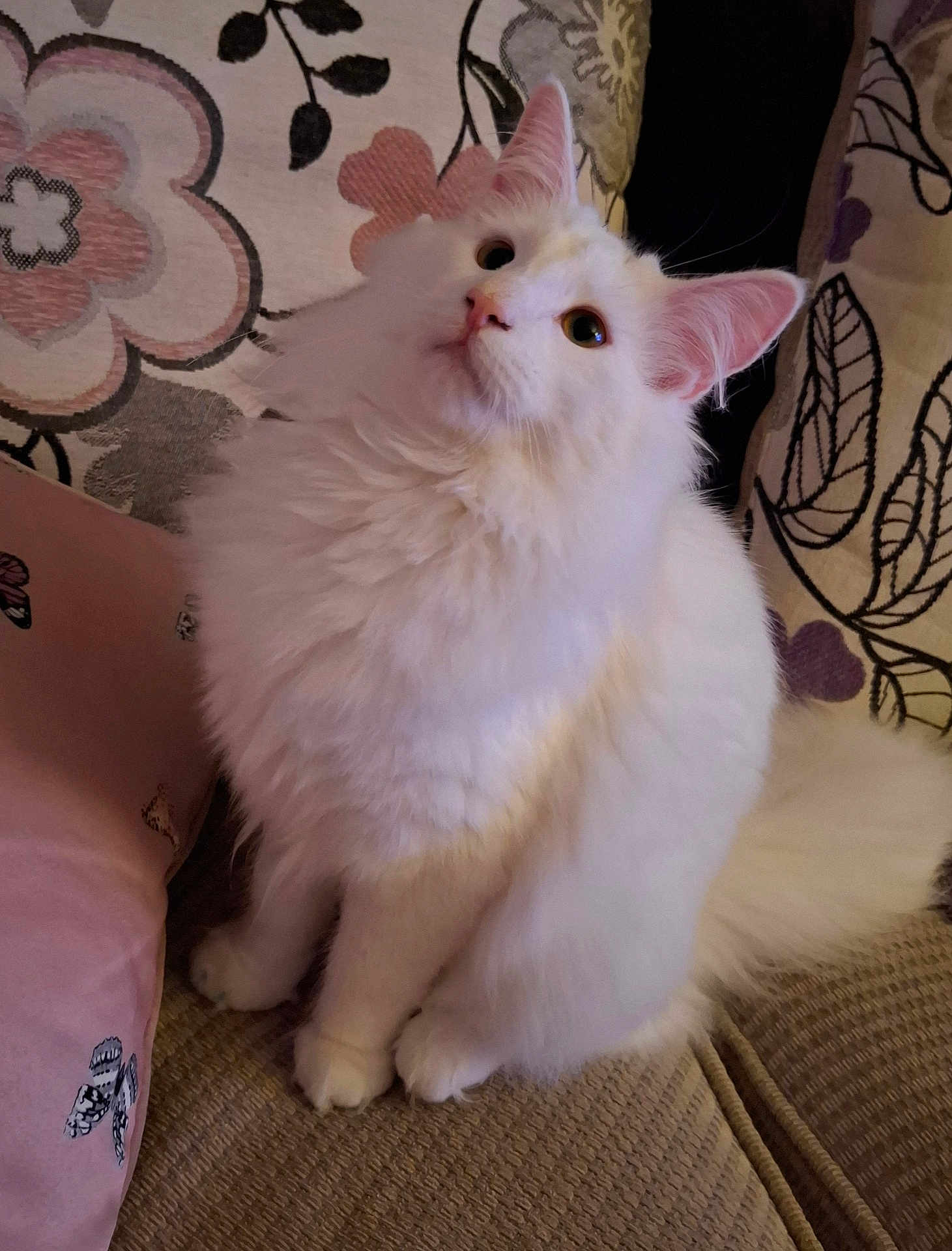 Olaf