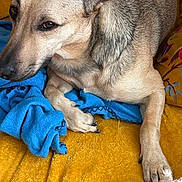 Blue participe au concours pour gagner de l'argent avec cette photo : animal, blanket, blue_cloth, brown_fur, canine, close_up, comfort, cozy, dog, ear, fur_texture, indoor, paw, pet, portrait, relaxed, resting, snout, soft, yellow_blanket