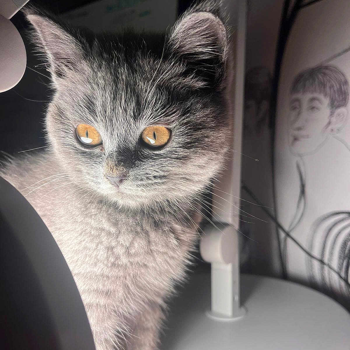 Nina a rejoint le concours — aidez-le/la à gagner de superbes lots ! amber_eyes, animal, cat, close_up, cozy, curious, cute, desk_lamp, drawing, feline, gray_fur, illustration, indoor, kitten, lamp, monochrome, pet, portrait, soft_light, whiskers