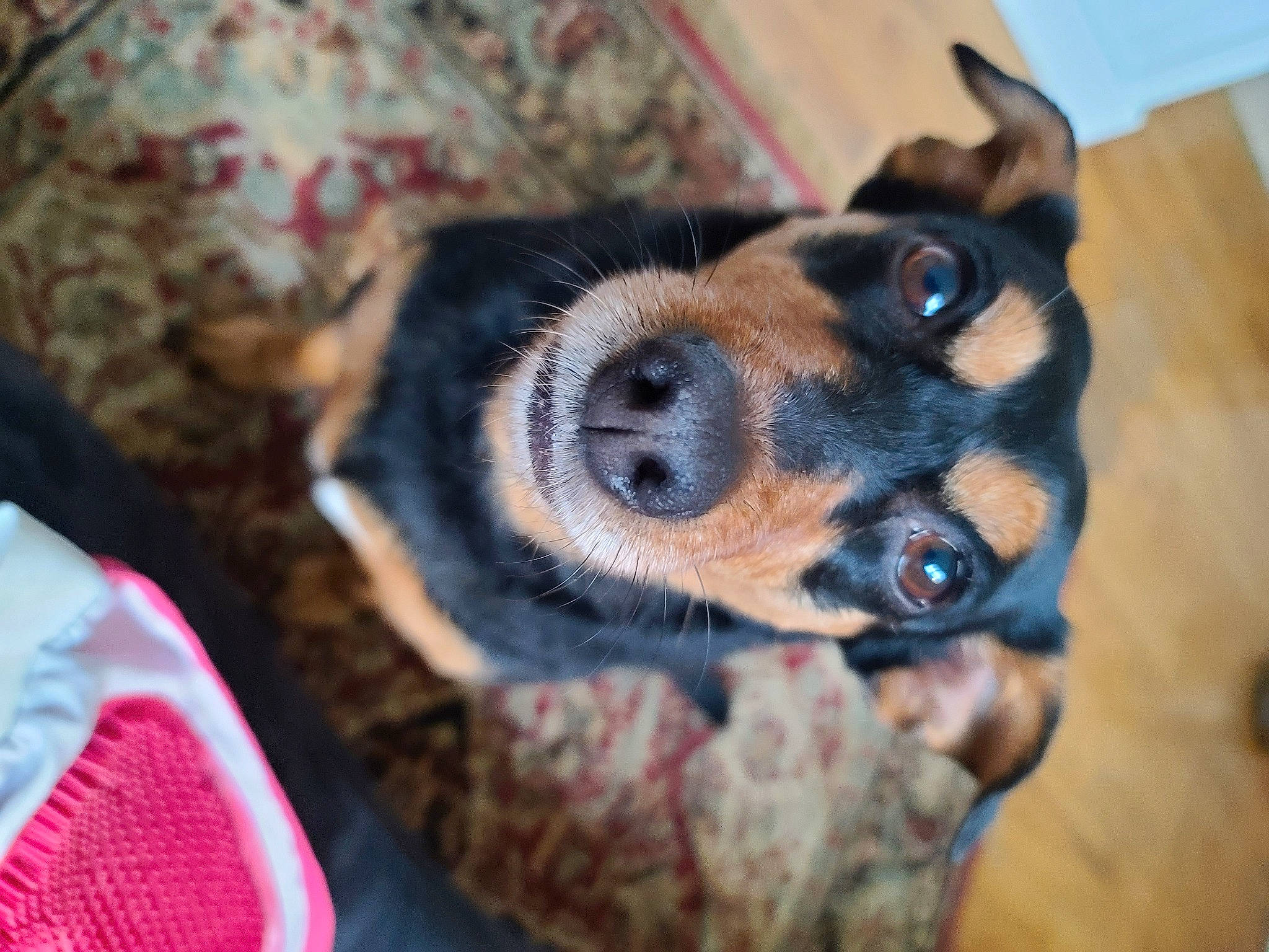 Pepper joined the competition — help win amazing prizes! canidae, carnivore, comfort, companion_dog, dog, dog_breed, dog_supply, ear, fawn, fur, guard_dog, pattern, paw, snout, sporting_group, toy_dog, whiskers, working_dog