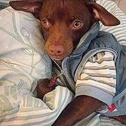 Papa joined the competition — help win amazing prizes! dog, brown_dog, clothing, jacket, striped_shirt, cap, bedspread, indoor, pet, canine, laying_down, close_up, cozy, curious, animal, cute, portrait, domestic_animal, furry, resting