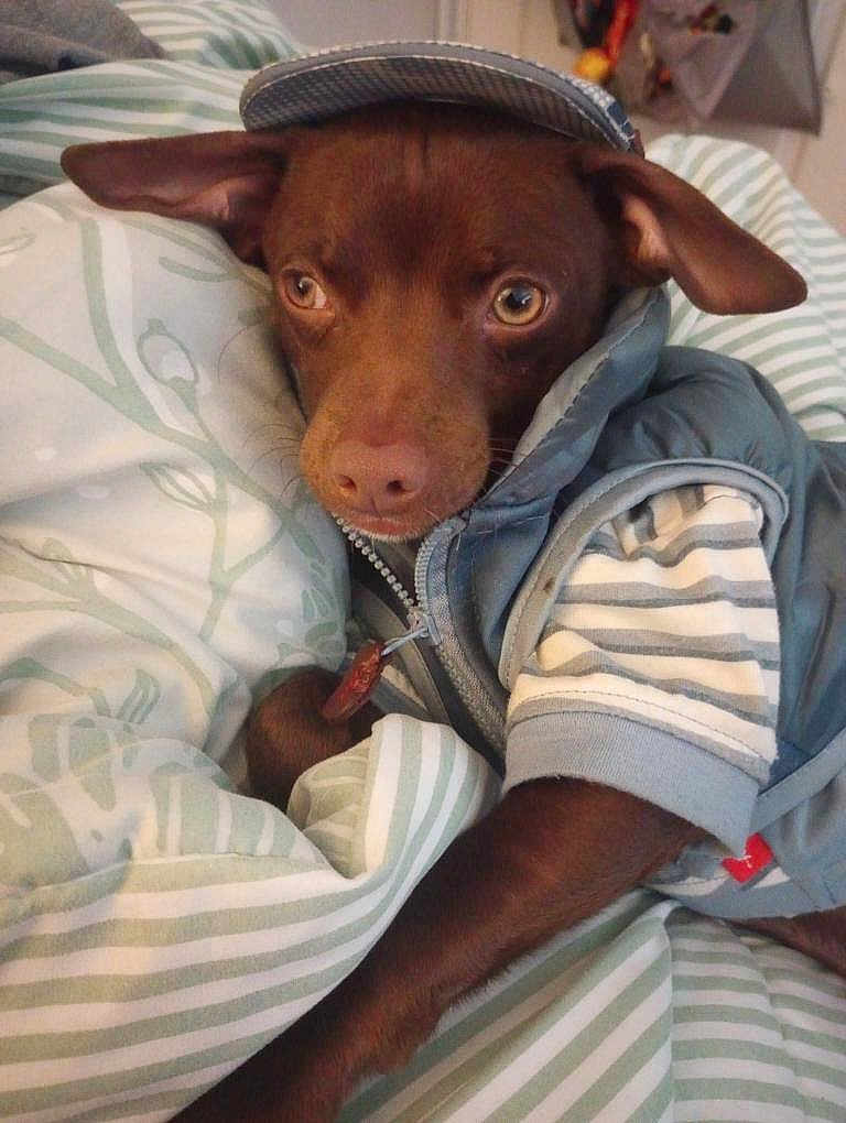 Papa joined the competition — help win amazing prizes! dog, brown_dog, clothing, jacket, striped_shirt, cap, bedspread, indoor, pet, canine, laying_down, close_up, cozy, curious, animal, cute, portrait, domestic_animal, furry, resting