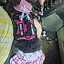 Lilly joined the competition — help win amazing prizes! service_dog, dog, pink_harness, pink_skirt, headband, bow, car_interior, person, lap, seat, clothing, pet_accessory, furry, small_dog, casual, indoor, vehicle, seatbelt, dashboard, clutter