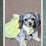 dog, small_dog, yellow_dress, carpet, pet, cute, fluffy, sitting, indoor, fur, animal, portrait, looking_up, adorable, clothing, domestic, friendly, companion, mammal, pet_accessory