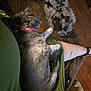 Lilly is registered to the contest to win money with this photo: dog, pet, animal, furry, lap, green_clothing, couch, brown_furniture, wooden_floor, indoor, relaxing, resting, sleeping, companion, casual, cozy, domestic, fur, collar, person_leg