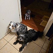 Lilly is registered to the contest to win money with this photo: dog, indoor, tile_floor, wood_floor, three_dogs, small_dog, medium_dog, large_dog, curious, relaxed, brown_floor, white_door, collar, pet, animal, fur, companion, home, shadow, light