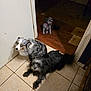 dog, indoor, tile_floor, wood_floor, three_dogs, small_dog, medium_dog, large_dog, curious, relaxed, brown_floor, white_door, collar, pet, animal, fur, companion, home, shadow, light