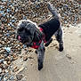 accessories, affenpinscher, animal, beach, canine, coast, dog, gravel, leash, pebble, pet, poodle, puppy, road, rock, rubble, slate, soil, strap, terrier