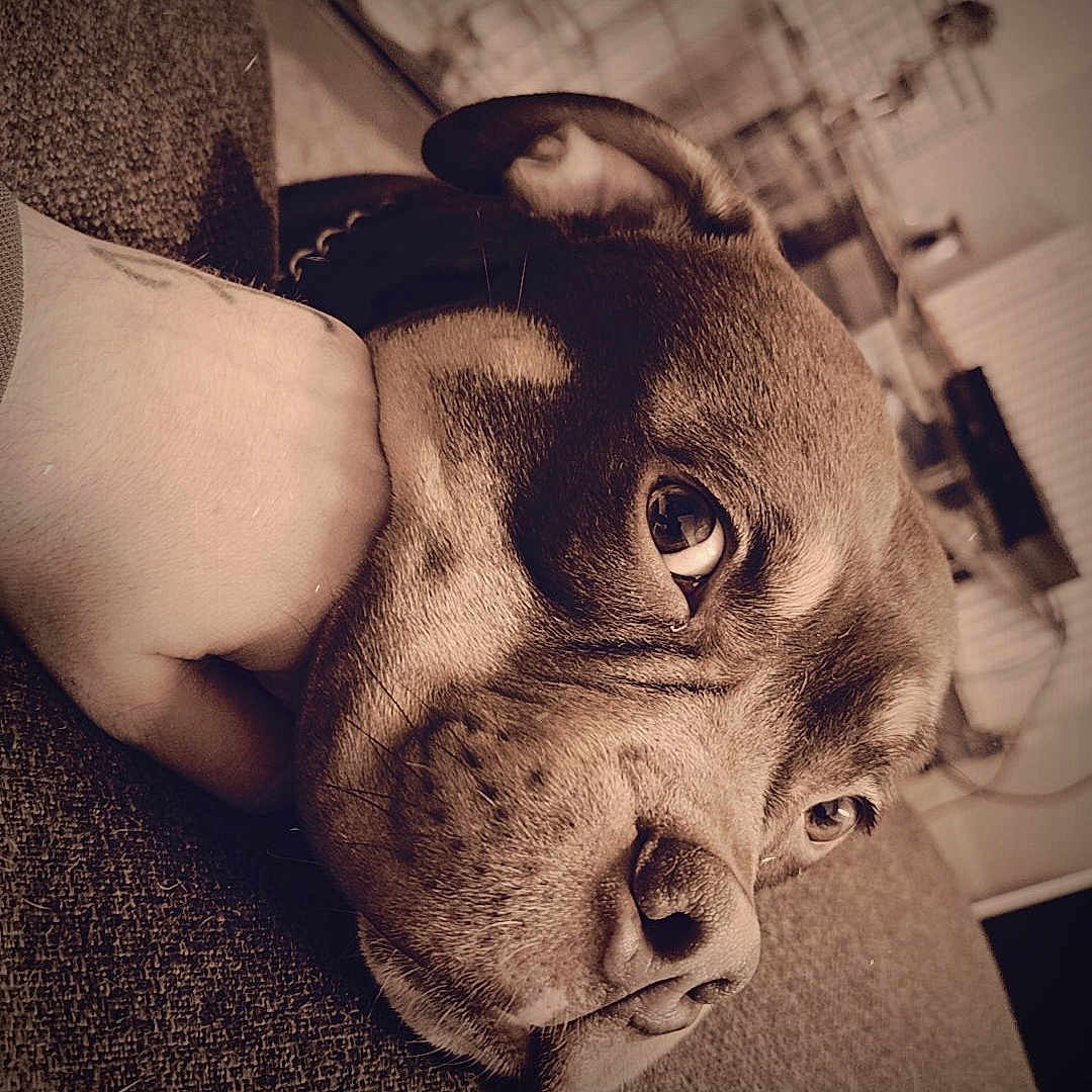 Apollo is registered to the contest to win money with this photo: accessories, animal, beagle, bulldog, canine, dog, face, frenchbulldog, glasses, head, hound, indoors, interiordesign, person, pet, photography, pitbull, portrait, puppy, sleeping