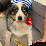 Riley participe au concours pour gagner de l'argent avec cette photo : dog, sailor_hat, heterochromia, rubber_chicken, toy, floor, red_neckerchief, striped_hat, black_and_white_fur, pet, indoor, couch, tile_floor, cute, lying_down, animal, domestic_animal, companion, portrait, costume