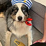 dog, sailor_hat, heterochromia, rubber_chicken, toy, floor, red_neckerchief, striped_hat, black_and_white_fur, pet, indoor, couch, tile_floor, cute, lying_down, animal, domestic_animal, companion, portrait, costume