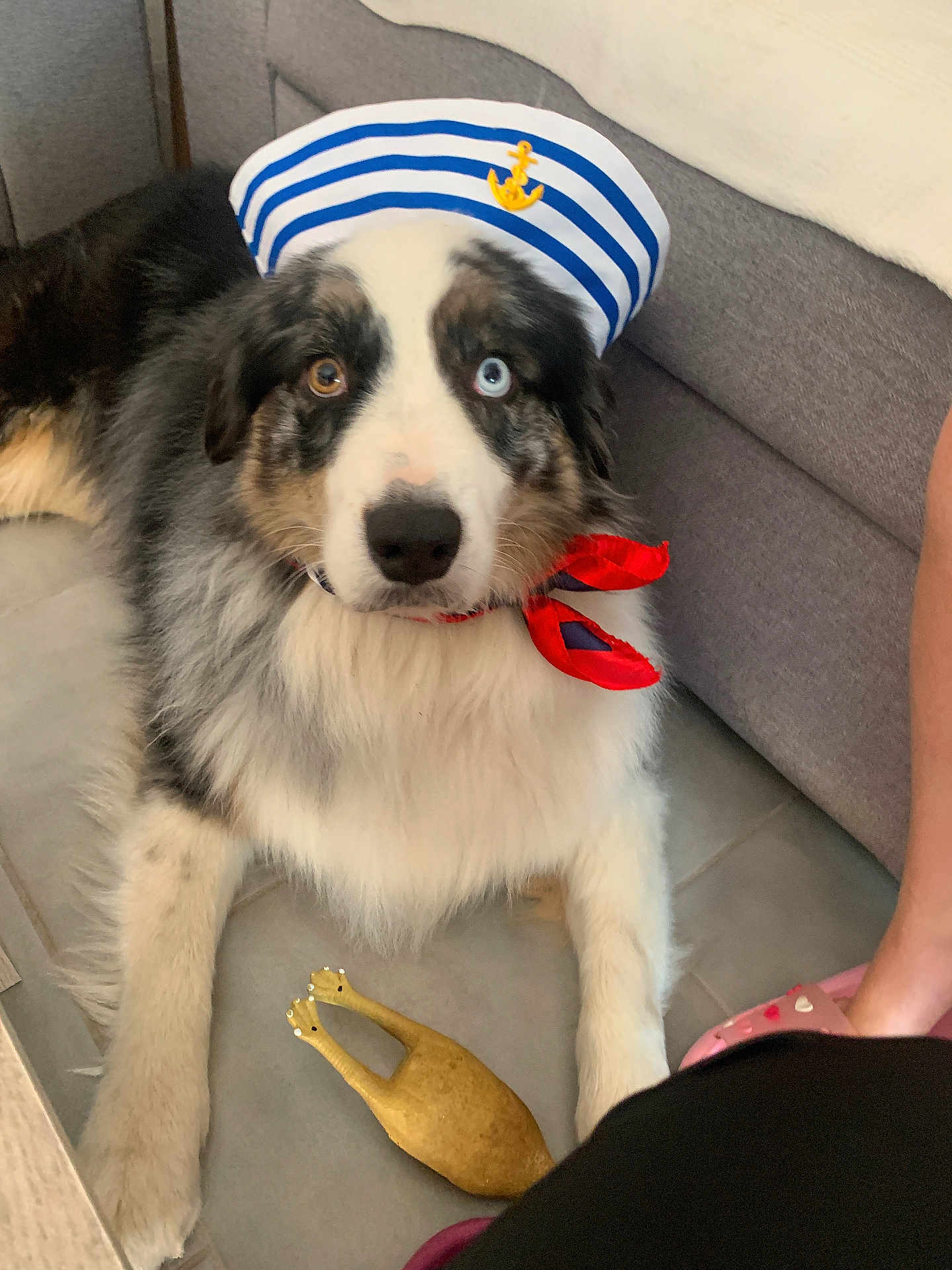 Riley participe au concours pour gagner de l'argent avec cette photo : dog, sailor_hat, heterochromia, rubber_chicken, toy, floor, red_neckerchief, striped_hat, black_and_white_fur, pet, indoor, couch, tile_floor, cute, lying_down, animal, domestic_animal, companion, portrait, costume