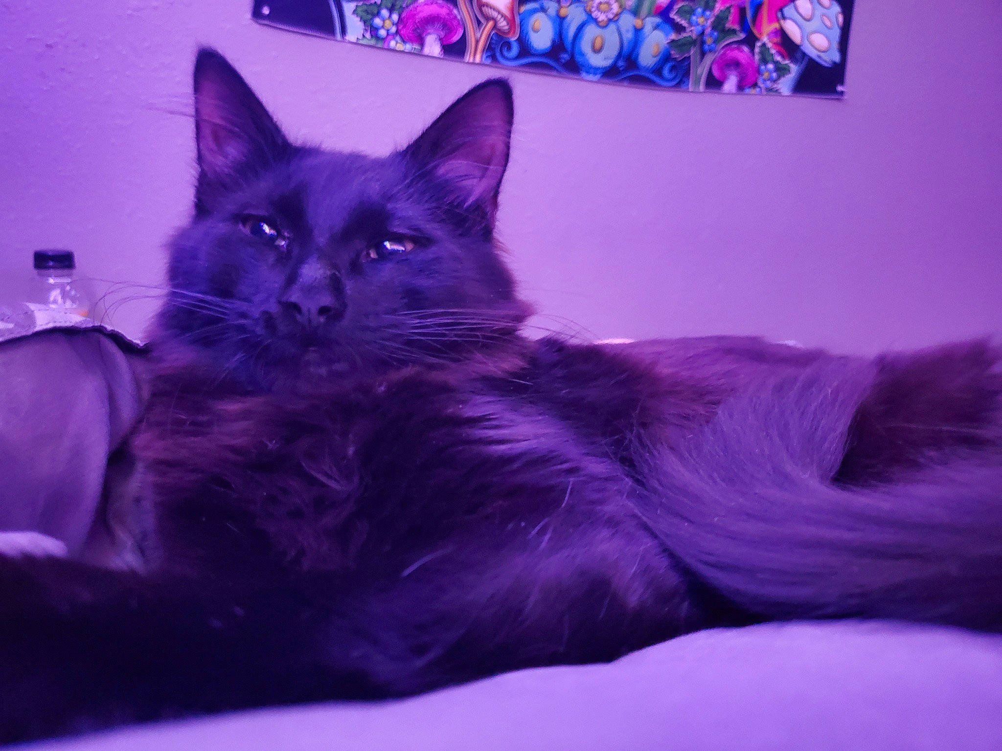 Ebisu is registered to the contest to win money with this photo: bed, black_cat, carnivore, cat, comfort, couch, domestic_short_haired_cat, electric_blue, felidae, fur, grey, lap, magenta, paw, purple, small_to_medium_sized_cats, snout, tail, violet, whiskers